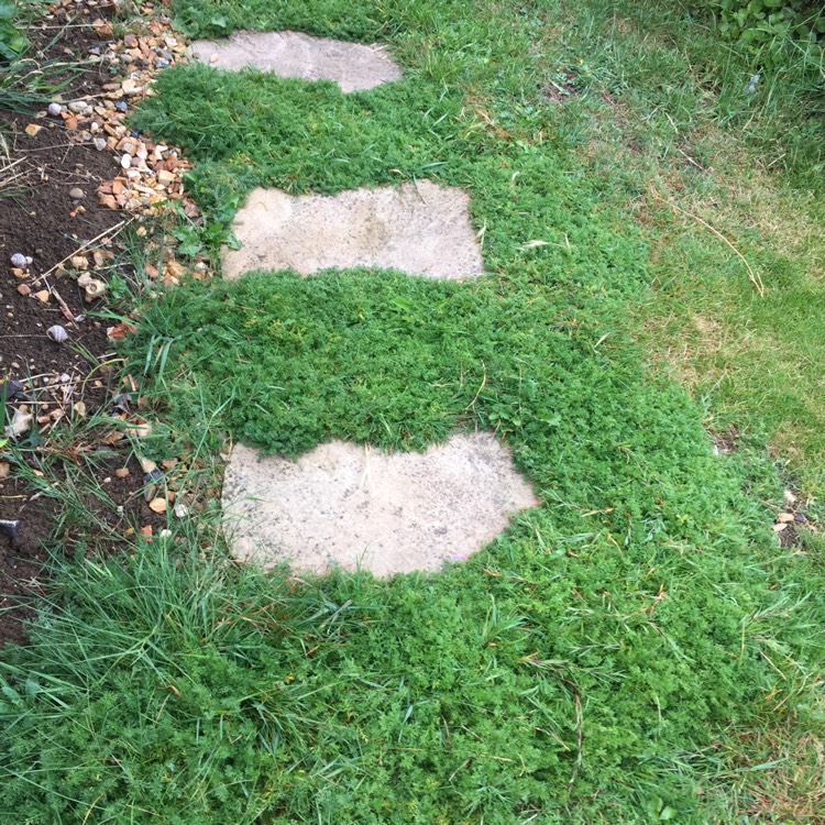 Create a pretty carpet of foliage with a chamomile lawn area.